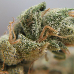 818 Headband