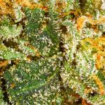 Alien OG
