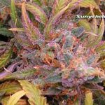 Black Cherry