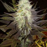 Blue Widow