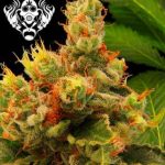 Blueberry Gum