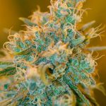 Chocolope