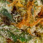 Girl Scout Cookies