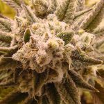 Gorilla Glue #4