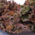Grand Daddy Purple