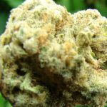 Grape Stomper