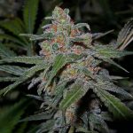 Lemon Skunk