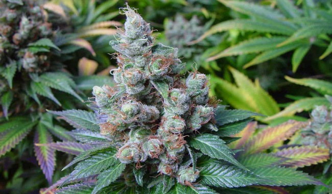 NYC Diesel