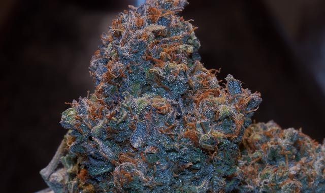 Purple Wreck