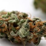 Utopia Haze